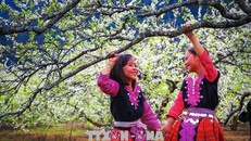 Nét hồn nhiên và thân thiện của những em bé người Mông dễ thương làm du khách cảm thấy yêu quý hơn khi đến với vùng đất cao nguyên Mộc Châu. 