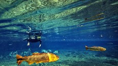 Ngập lụt biến khu bảo tồn thiên nhiên ở Brazil thành thủy cung