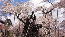 Cây anh đào khổng lồ đẹp nhất thế giới được xem như báu vật của Nhật Bản