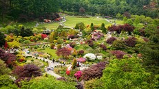 Lễ hội Hoa Xuân tại Hàn Quốc