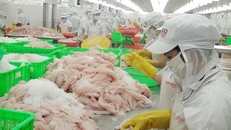 Cá tra Việt Nam hết đường xuất khẩu sang Mỹ?