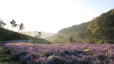 Cánh đồng hoa mới toanh ở Đà Lạt đẹp 'ngất ngây' đốn tim du khách.