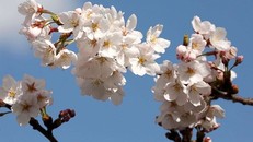 Cảnh đẹp tựa thiên đường ở Nhật Bản mùa hoa anh đào