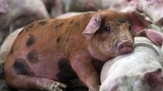 Phát hiện virus gây tiêu chảy ở lợn có nguy cơ lây sang người