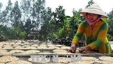 Sản xuất chuối khô tại làng nghề ép chuối khô truyền thống ở xã Trần Hợi (huyện Trần Văn Thời, Cà Mau). Ảnh: Huỳnh Thế Anh/TTXVN