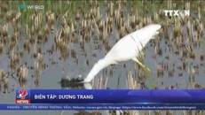 Triều Tiên là địa điểm bảo tồn quan trọng các loài chim