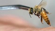 Vì sao người bị ong vò vẽ đốt có thể tử vong sau 15 phút?