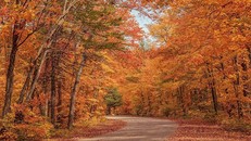 Vương quốc lá phong khi vào thu đẹp như tranh vẽ