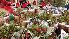 'Đụng hàng' Trung Quốc, thanh long Việt bán rẻ như cho