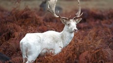 Xuất hiện nai trắng thần thoại vô cùng quý hiếm