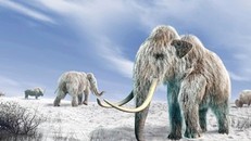 Phát hiện xương voi ma mút cổ đại 130.000 năm tuổi