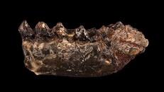 Hoá thạch của loài sinh vật mới được tìm thấy ở Bắc Mỹ.