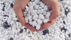 Những hạt bỏng ngô này thực chất là những viên san hô có hình thù đặc biệt.