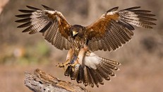 Nhật Bản 'thuê' diều hâu làm công việc đặc biệt tại tòa thị chính