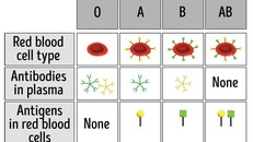 Nhóm máu O không có kháng nguyên A và B trên bề mặt hồng cầu nên không bị hệ miễn dịch của người nhận tấn công. Ảnh: Brightside.