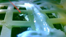 Bức ảnh cho thấy hạt giống cây bông được tàu vũ trụ Trung Quốc Hằng Nga 4 mang lên Mặt Trăng hiện đã nảy mầm. Ảnh: Đại học Trùng Khánh.