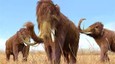 Voi ma mút với cặp ngà cong vút - (Ảnh: NATGEO).