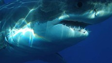 Bí ẩn loài cá mập khổng lồ thời tiền sử