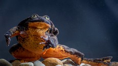 Chú ếch cô đơn nhất TG vui mừng thoát 'kiếp FA' trước Valentine