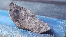 Mảnh vỡ được xác nhận là thiên thạch do người dân thị trấn Viñales, Cuba thu nhặt được ngày 1/2/2019. (Ảnh: AFP/TTXVN)