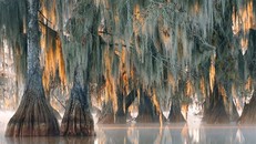 Khu vực có cây bách hói cổ đại siêu hiếm trên Trái Đất còn sót lại.