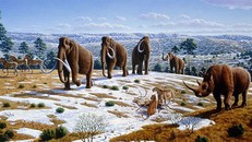 Các nhà khoa học lần đầu tiên đề cập đến sự bùng nổ tiến hoá của động vật trên Trái Đất liên quan đến sự thay đổi nồng độ oxy trong khí quyển.