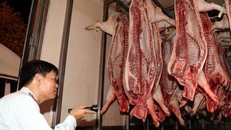 Ngăn chặn dịch tả heo châu Phi xâm nhập TP HCM