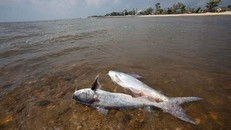 Vùng chết trên vịnh Mexico có thể đạt mức gần 21.000km2