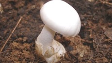 Một loại nấm độc tán trắng. (Nguồn: Bệnh viện Bạch Mai)