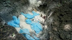 Số lợn bệnh của gia đình ông Nguyễn Đình Hân được tiêu hủy. 