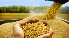 Đậu tương Mỹ chất đống không người mua khi Trung Quốc ngừng nhập khẩu