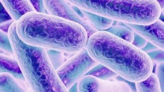 Vi khuẩn Clostridium difficile đang tiến hóa thành 2 loài mới, trong đó có một loài vô cùng đáng sợ, ưa tấn công người hảo ngọt và đe dọa tạo ra một "siêu bệnh" mới