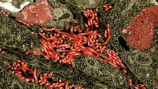 Các nhà khoa học muốn nghiên cứu những virus này để chuẩn bị tốt cho Olympic Tokyo 2020.