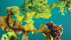 Trồng rong biển thành rừng dưới đại dương có thể chống biến đổi khí hậu