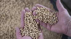 Nông dân thu hoạch đậu tương tại Scribber, Nebraska, Mỹ. Ảnh: AFP/TTXVN