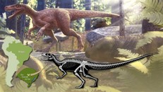 Hình ảnh phục dựng loài Gnathovorax cabreirai dựa trên hóa thạch gần như hoàn chỉnh. (Ảnh: SWNM).