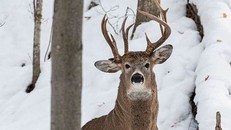 Ảnh: Steve Lindberg.