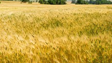 Cánh đồng lúa mì ở gần Tioga, Bắc Dakota, Mỹ. Ảnh: AFP/ TTXVN