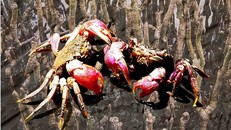 Ba khía sống dưới tán rừng ngập mặn. (Nguồn: camau.gov.vn)