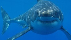 Các nhà nghiên cứu đã vô cùng bất ngờ khi bắt gặp bầy cá mập và cá đầu búa đang bơi bên trong miệng núi lửa ngầm hoạt động mạnh nhất thế giới.