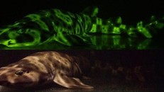 Hình ảnh cá mập phát sáng dưới đáy đại dương.