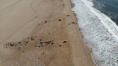 Xác hải cẩu trôi dạt lên bờ ở Namibia. Ảnh: Reuters.