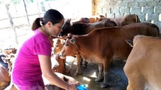 Phun khử trùng chuồng trại. (Ảnh: Bùi Đức Hiếu/TTXVN)