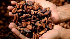 Cacao có lợi cho hoạt động trí óc