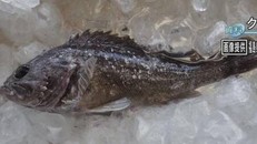 Phát hiện cá nhiễm phóng xạ ở Nhật Bản