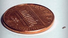 Một robot tí hon của Bionaut đặt cạnh một đồng xu.