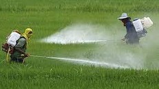 1/3 diện tích canh tác toàn cầu có nguy cơ cao ô nhiễm thuốc trừ sâu