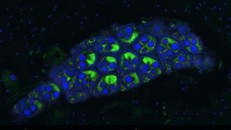 Áp dụng phương pháp Wolbachia trong phòng ngừa bệnh sốt xuất huyết 