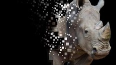 Đấu giá sừng tê giác kỹ thuật số đầu tiên tại Nam Phi