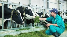 15 năm xây dựng hệ thống trang trại của 'triệu phú sữa tươi' Việt Nam